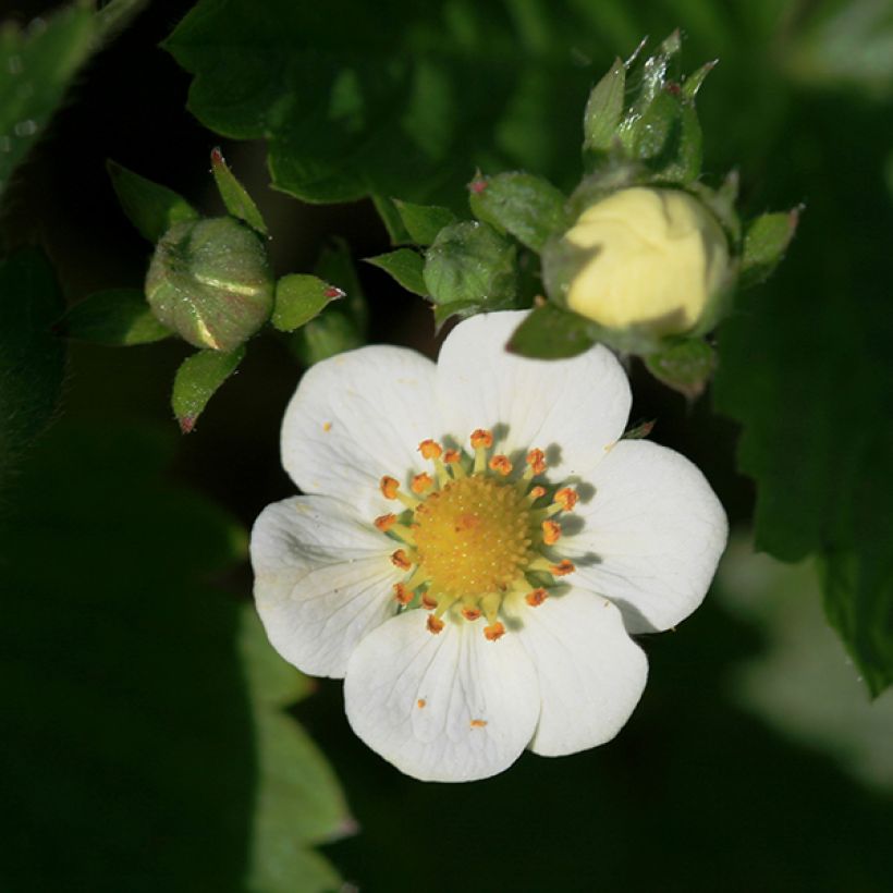 Fragaria nubicola Mont Omei (Fioritura)