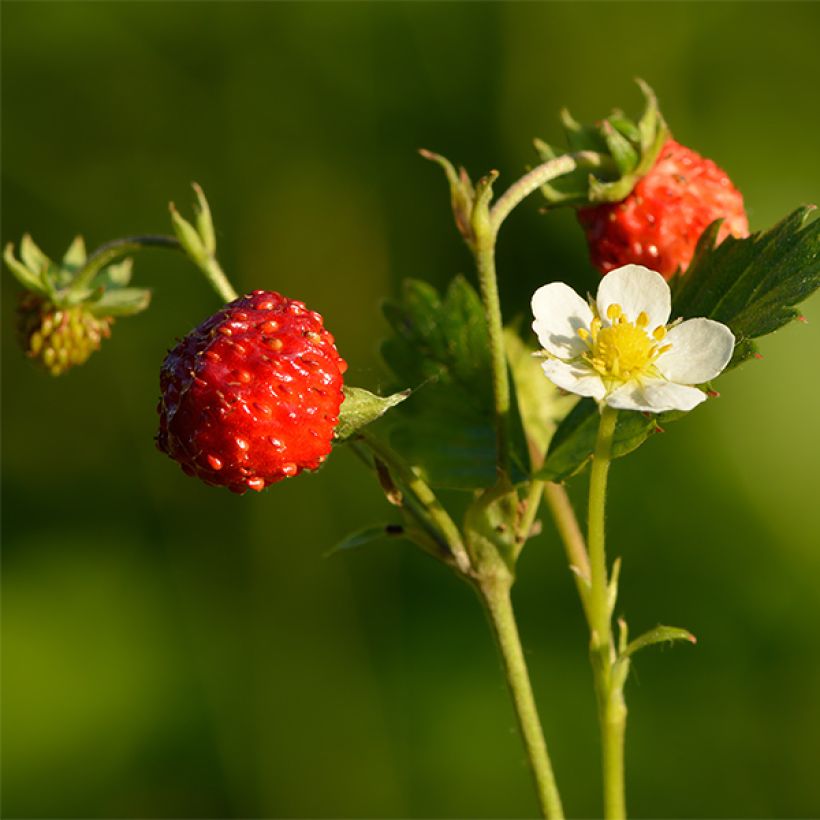 Fragaria nubicola Mont Omei (Raccolta)