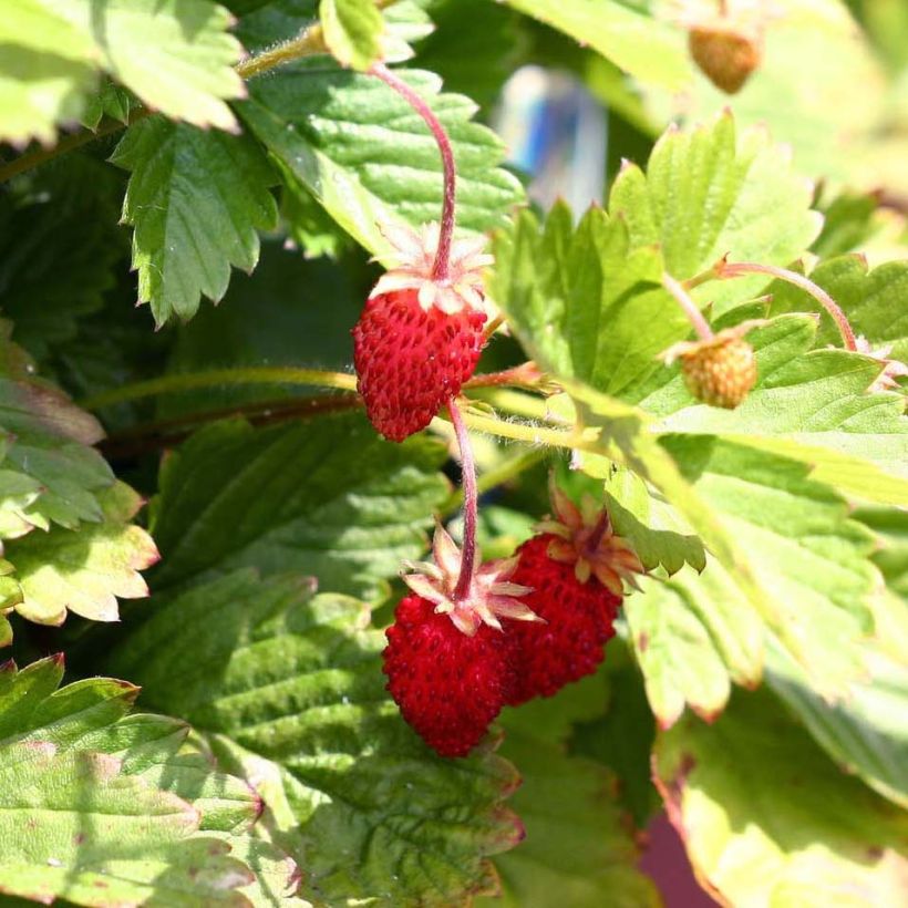 Fragola Alexandria (Raccolta)