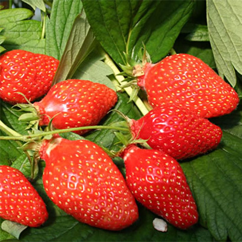 Fragola Gariguette (Raccolta)