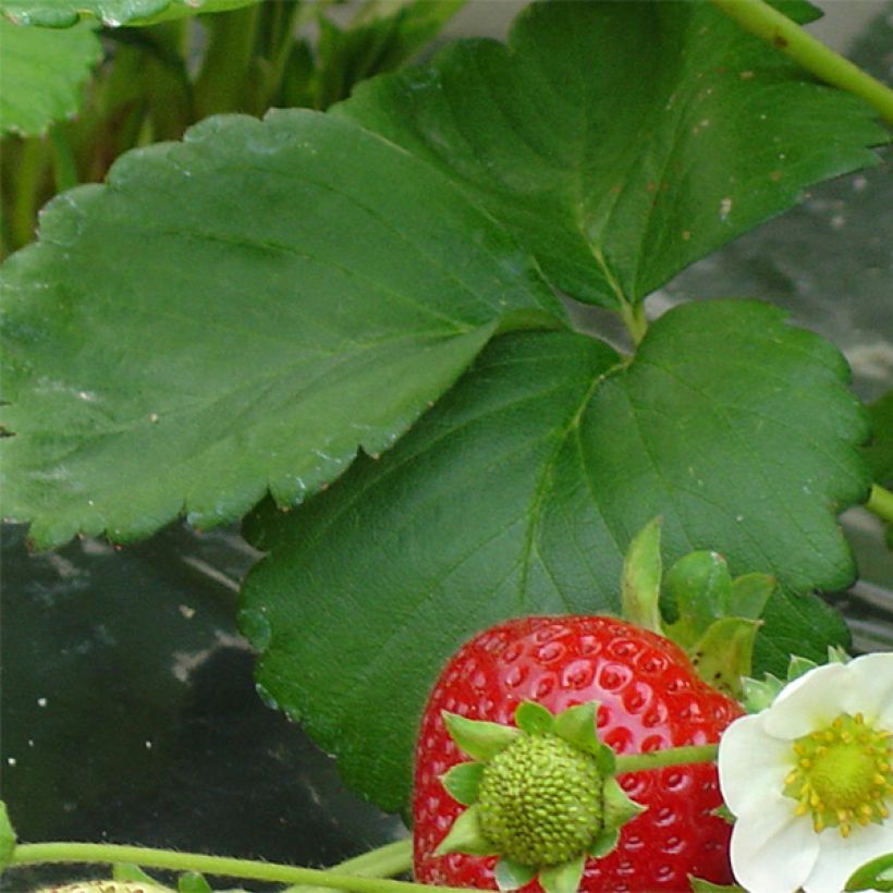 Fragola rifiorente Maestro (Fogliame)