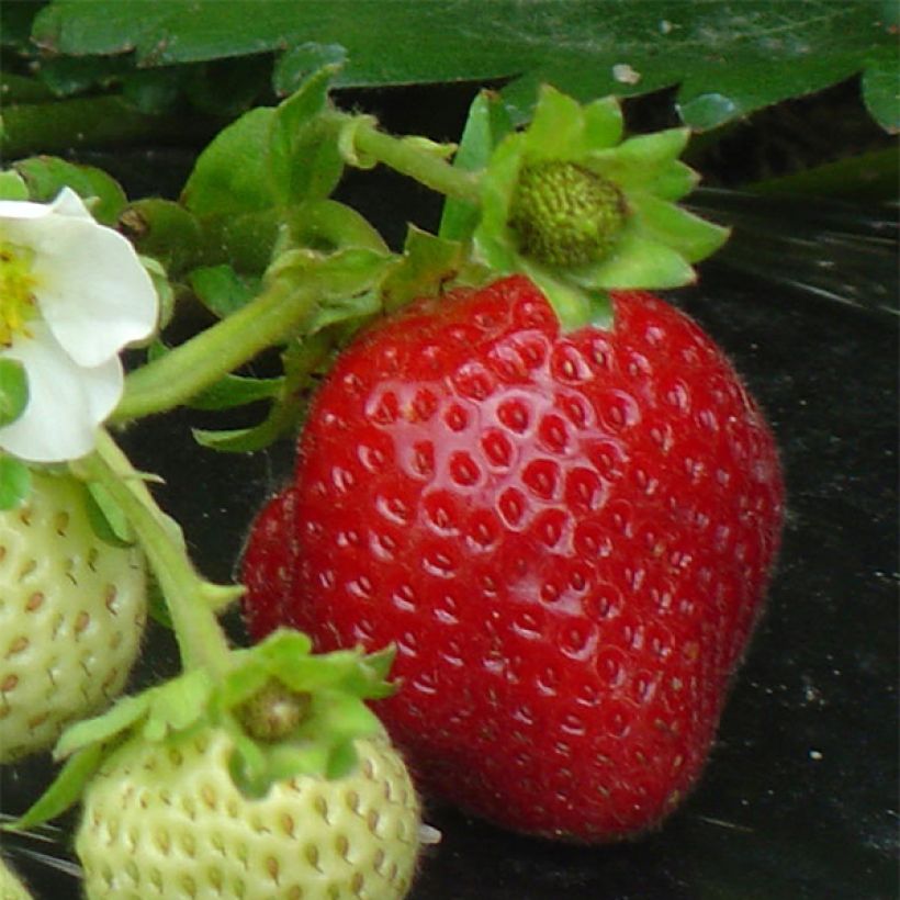 Fragola rifiorente Maestro (Raccolta)