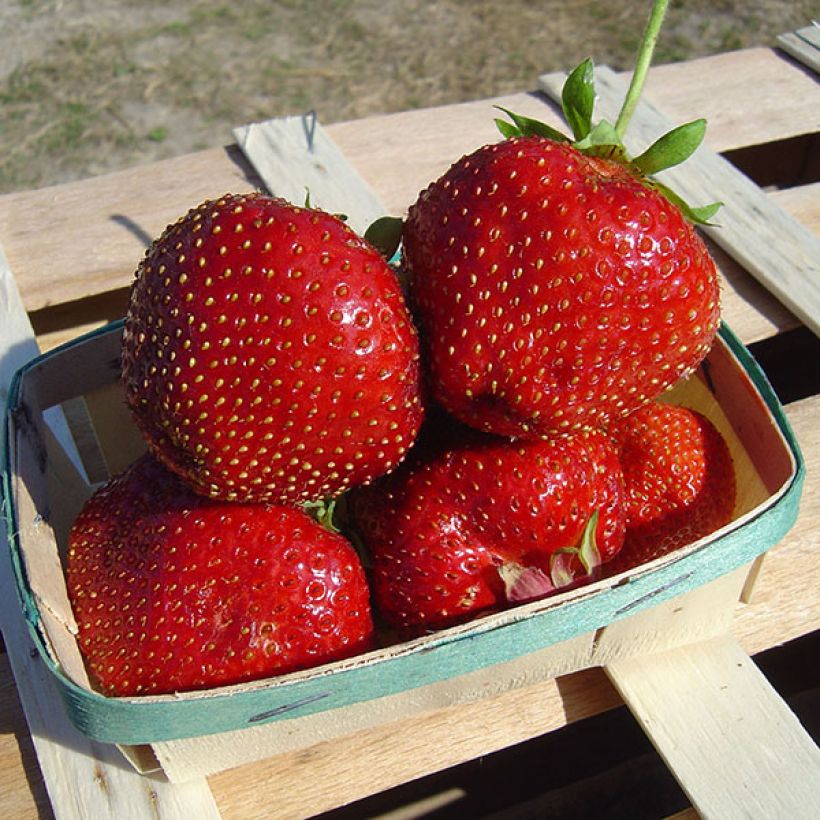 Fragola Maxim (Raccolta)