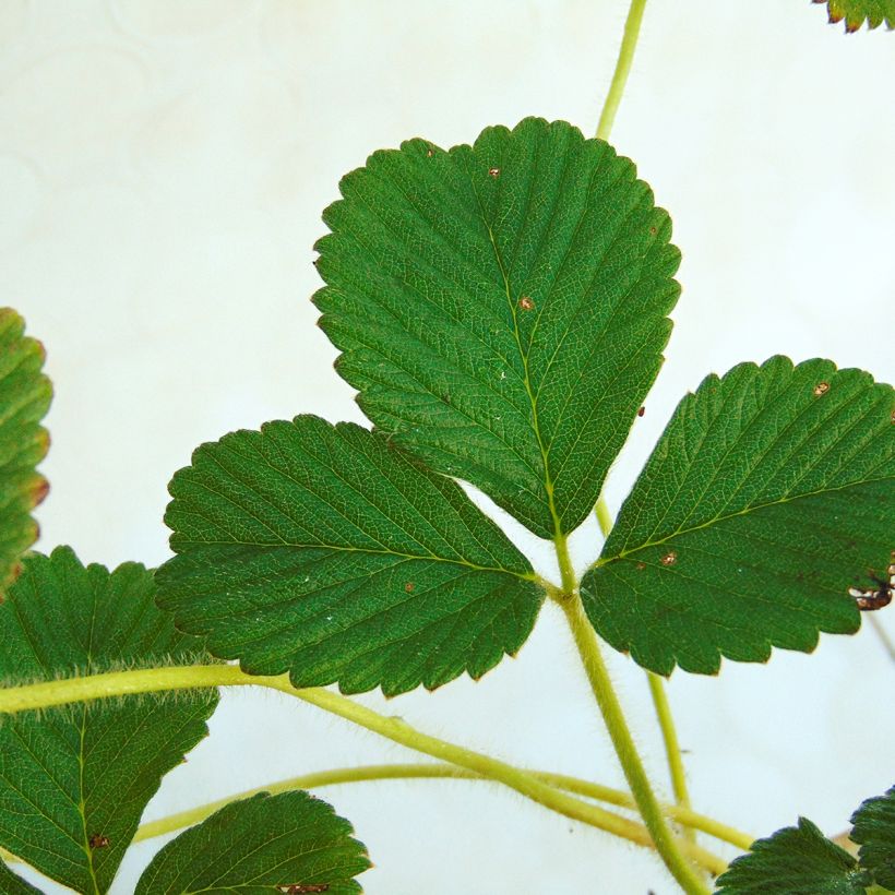 Fragaria nubicola Mont Omei (Fogliame)