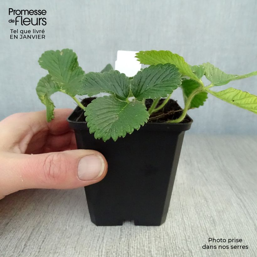 Fraisier abricot - Fragaria rubicolia Mont Omei Godet de 9cm esemplare consegnato in inverno