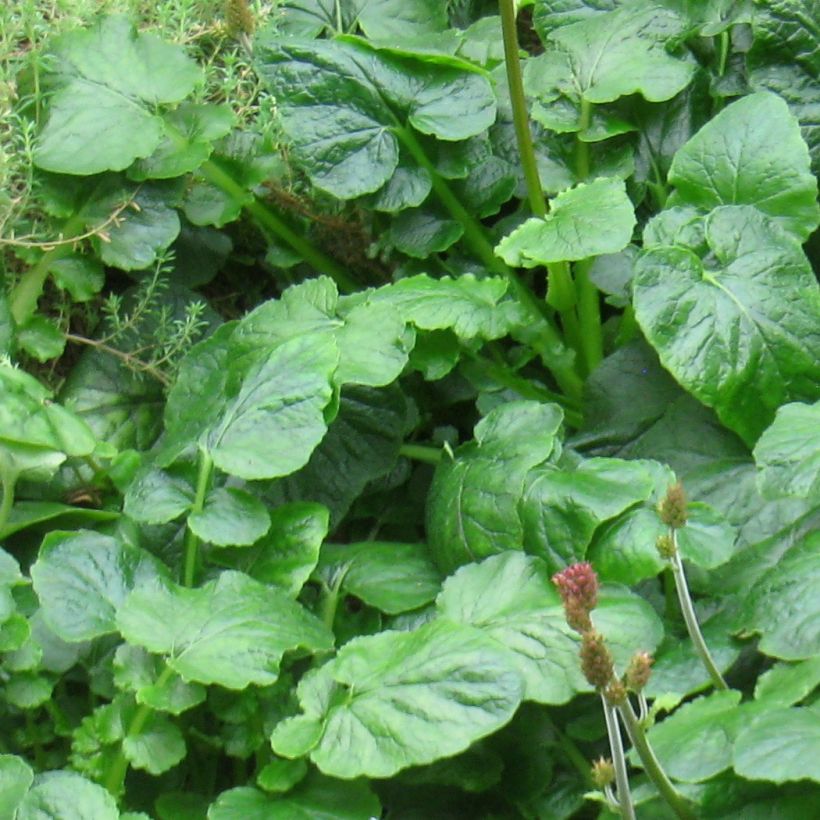 Francoa appendiculata (Fogliame)