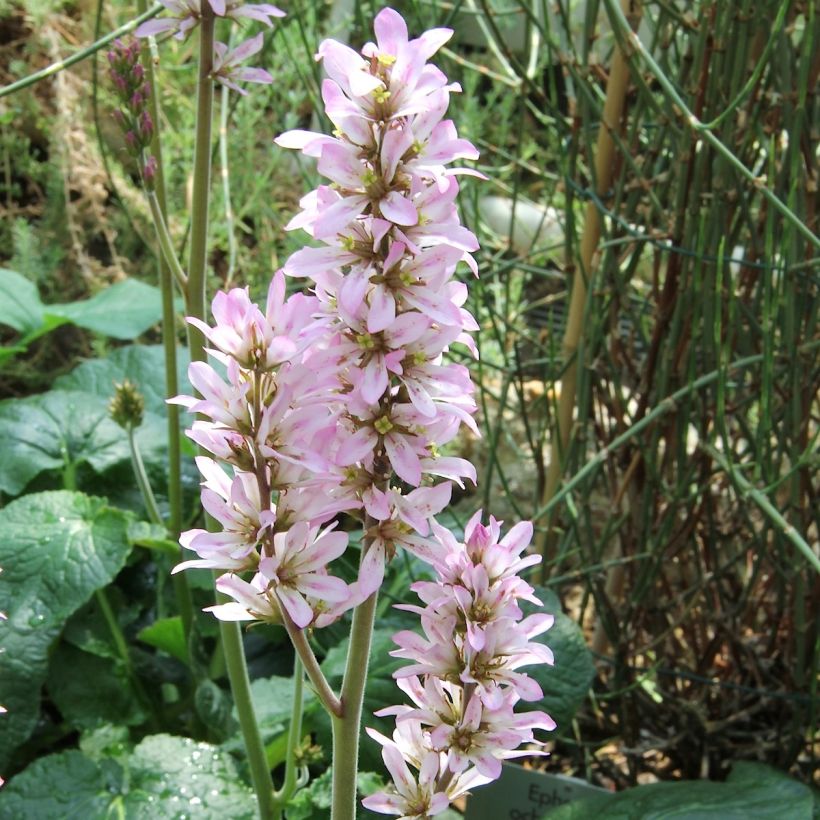 Francoa appendiculata (Fioritura)