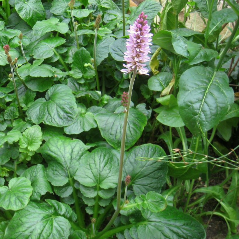 Francoa appendiculata (Porto)