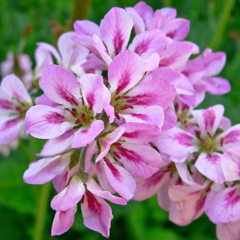 Francoa ramosa (Fioritura)