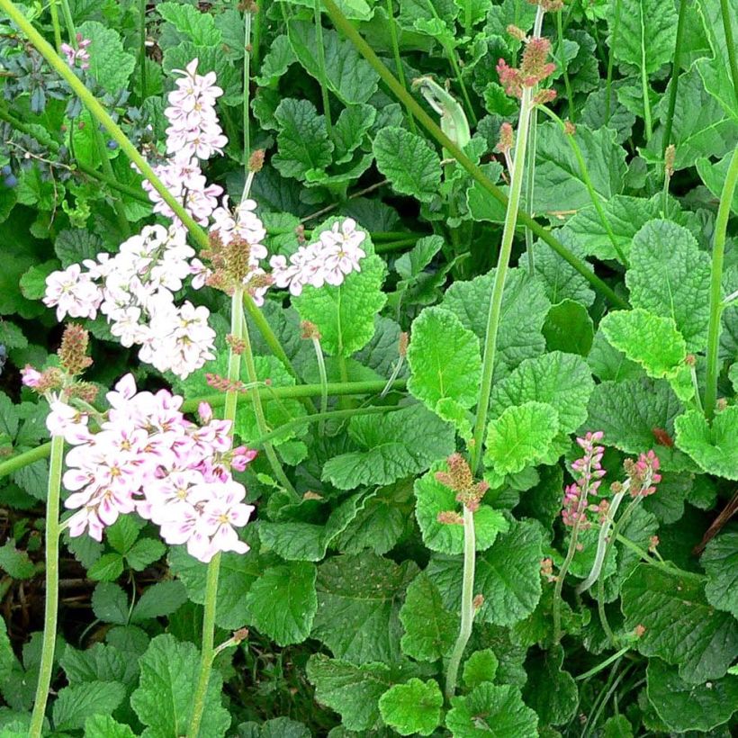 Francoa ramosa (Porto)