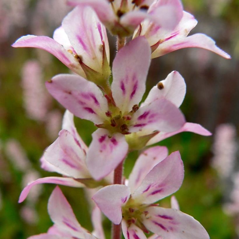 Francoa sonchifolia (Fioritura)