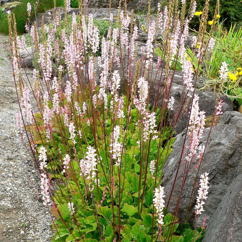 Francoa sonchifolia (Porto)