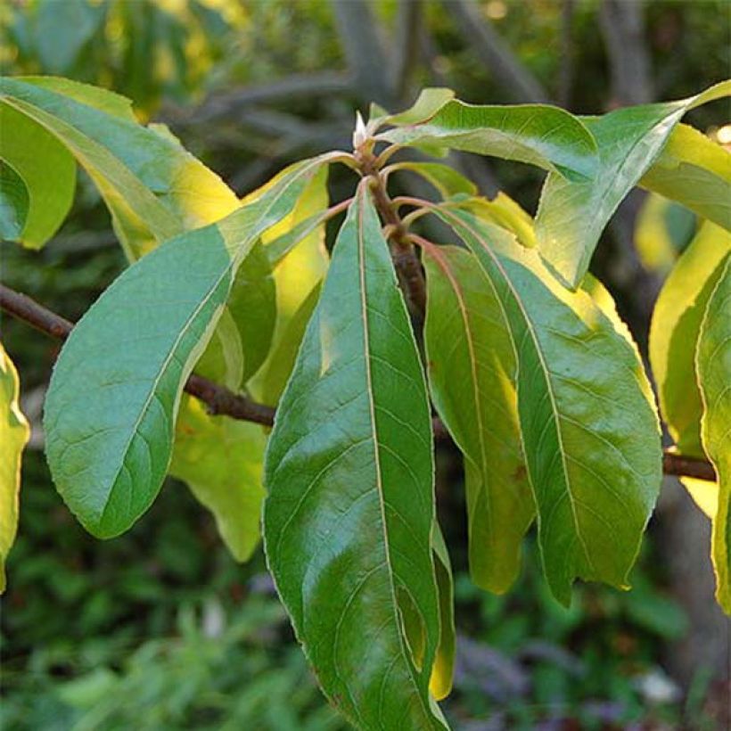 Franklinia alatamaha (Fogliame)