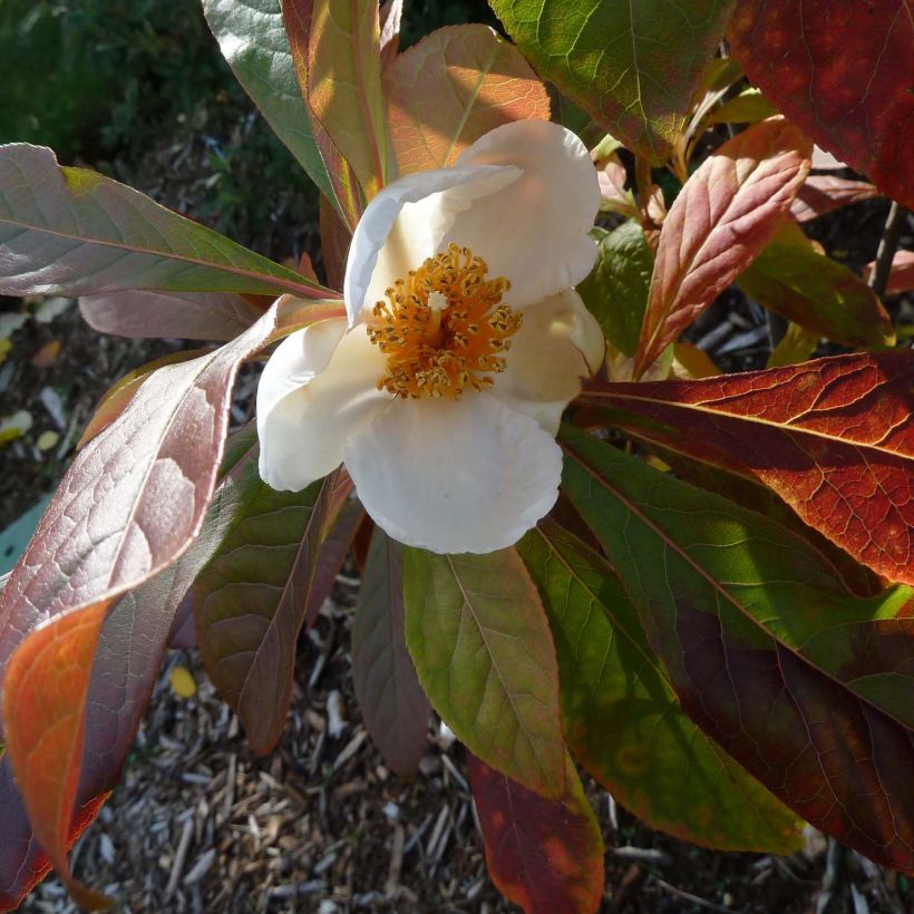 Franklinia alatamaha (Fioritura)