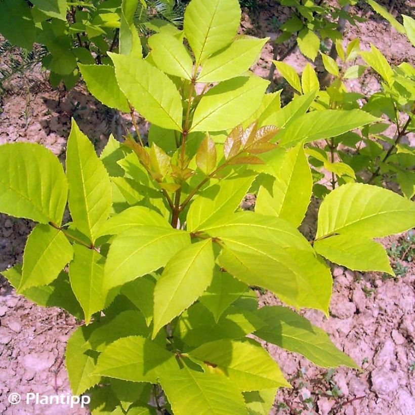 Fraxinus chinensis Emma's Gold (Fogliame)