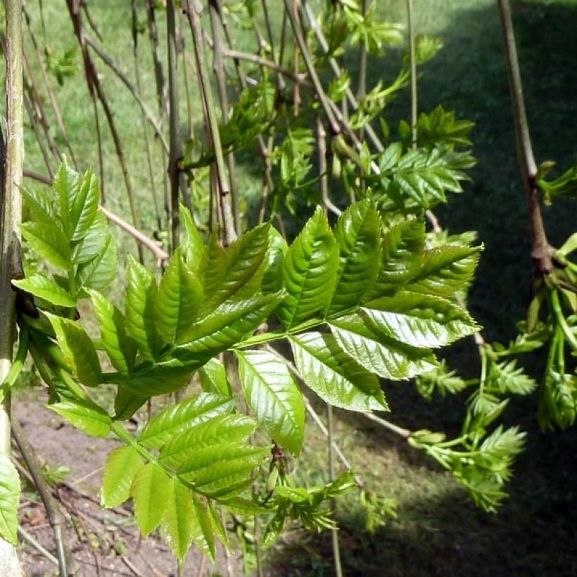 Fraxinus excelsior Pendula - Frassino maggiore (Fogliame)