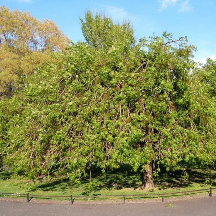 Fraxinus excelsior Pendula - Frassino maggiore (Porto)