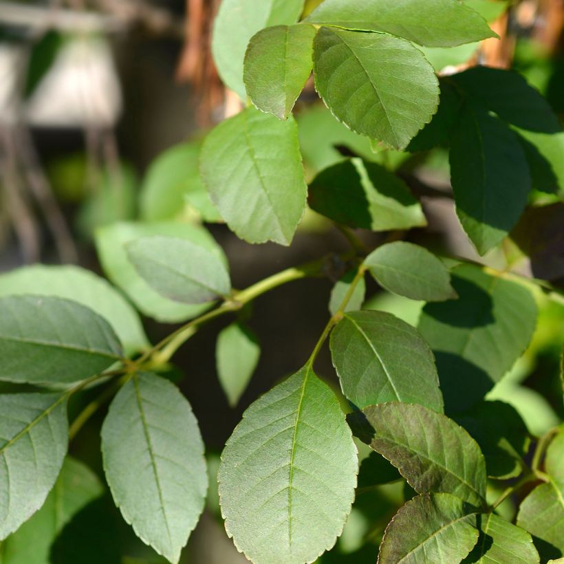 Fraxinus ornus (Fogliame)