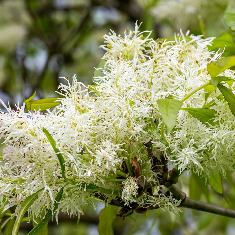 Fraxinus ornus (Fioritura)