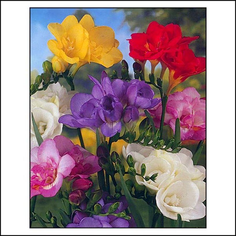 Freesia Double Mix (Fioritura)