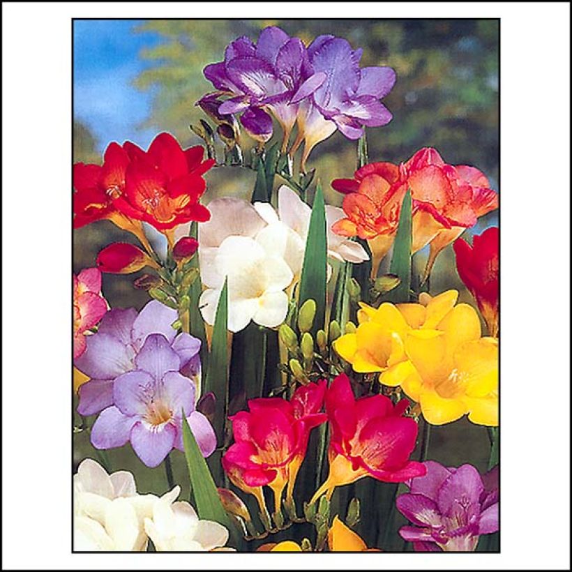 Freesia Simple Mix (Fioritura)