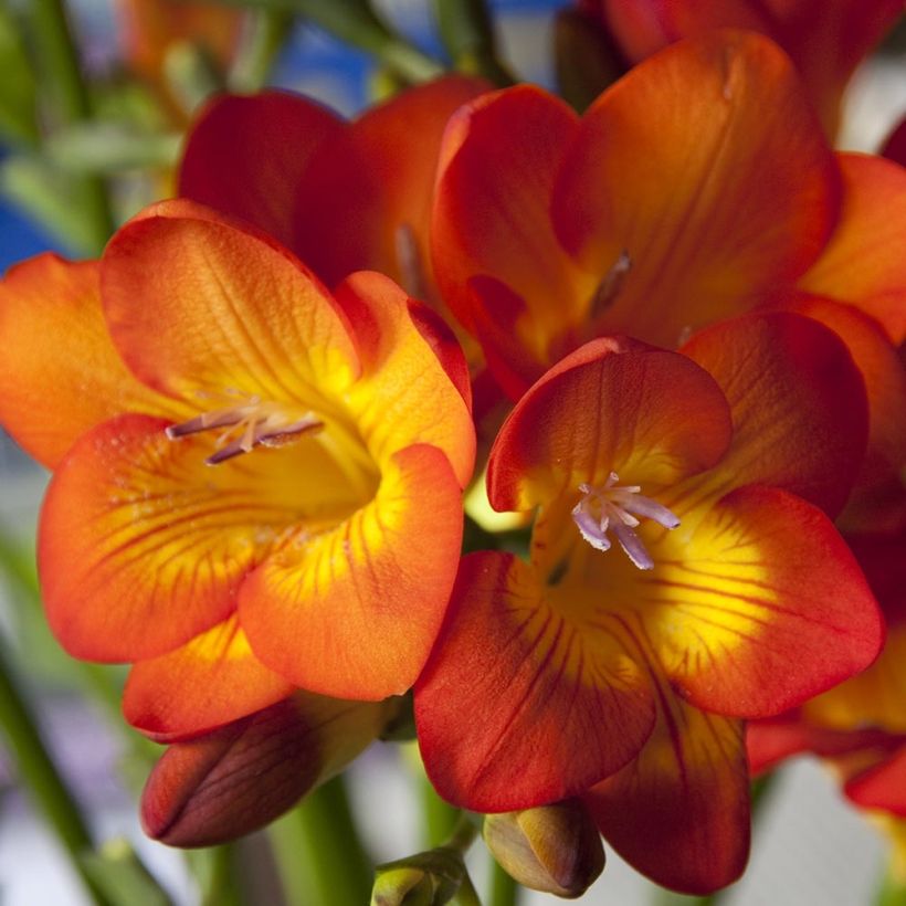 Freesia Simple Orange (Fioritura)