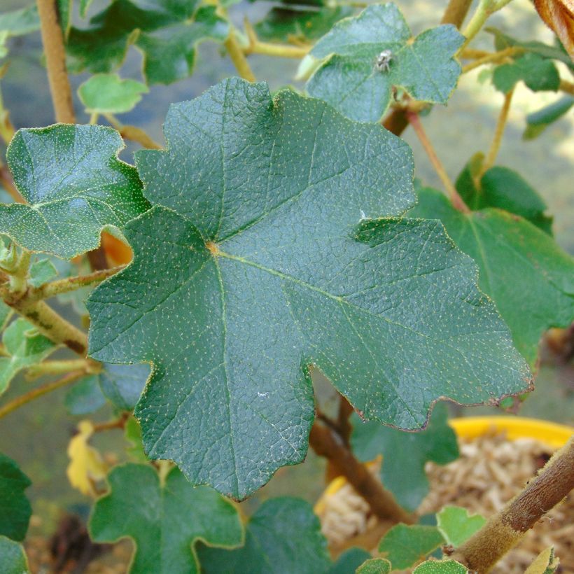 Fremontodendron californicum (Fogliame)