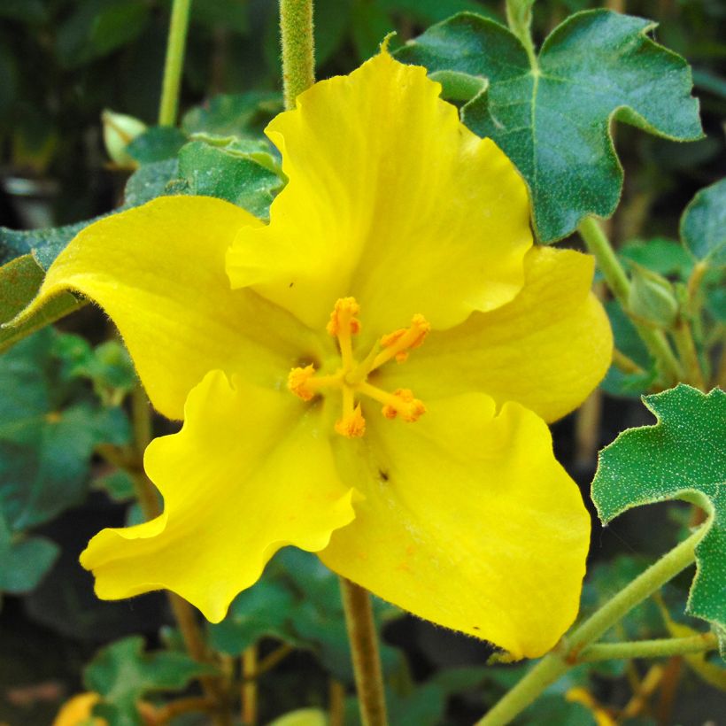 Fremontodendron californicum (Fioritura)