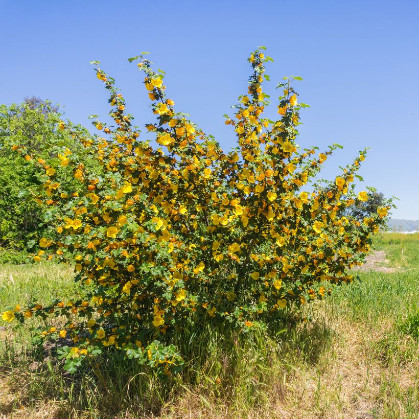 Fremontodendron californicum (Porto)