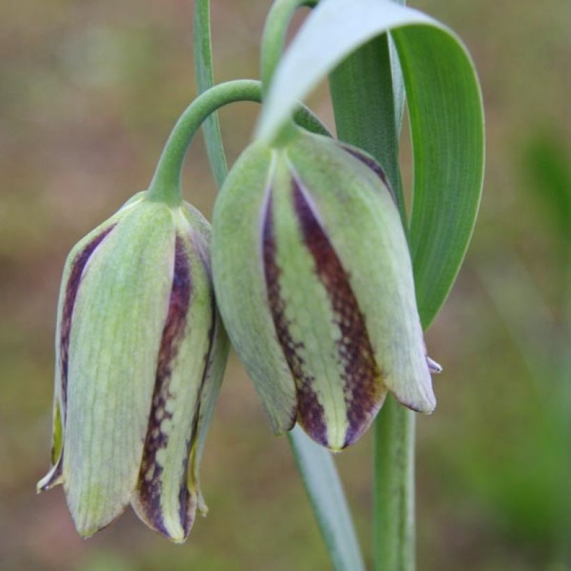 Fritillaria hermonis subsp. amana (Fioritura)