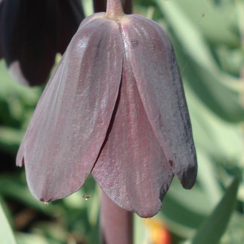 Fritillaria persica Adiyaman - Meleagride persiana (Fioritura)