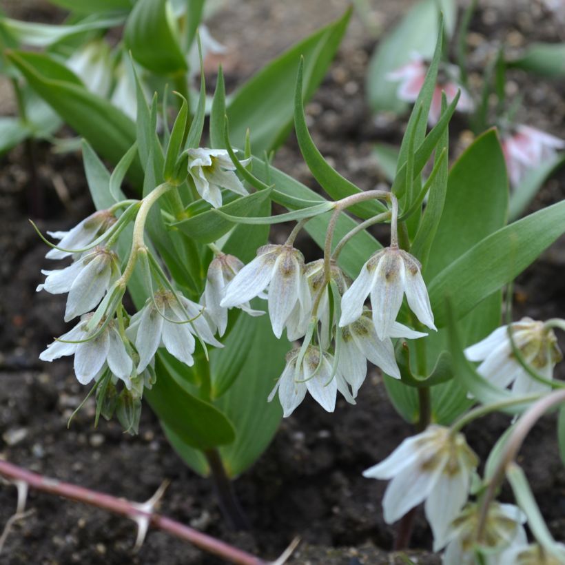 Fritillaria bucharica (Porto)