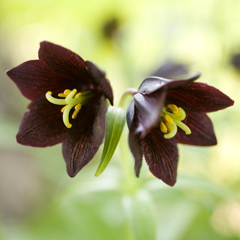 Fritillaria camschatcensis (Fioritura)