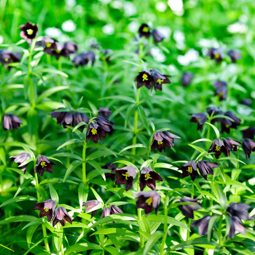 Fritillaria camschatcensis (Porto)