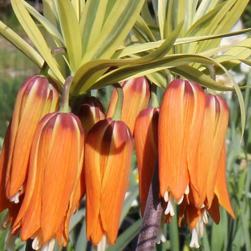 Fritillaria imperialis Argentea Variegata - Corona imperiale (Fioritura)