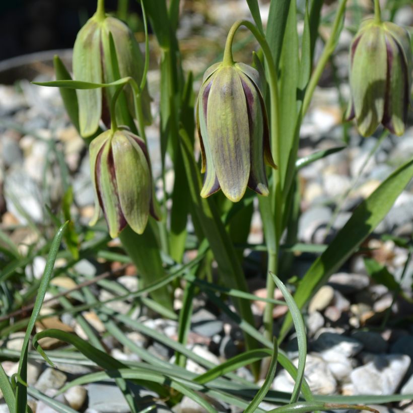 Fritillaria hermonis subsp. amana (Porto)