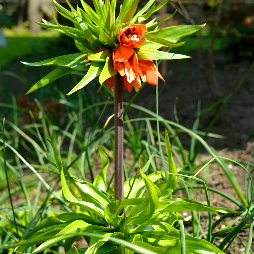 Fritillaria imperialis Rubra - Corona imperiale (Porto)