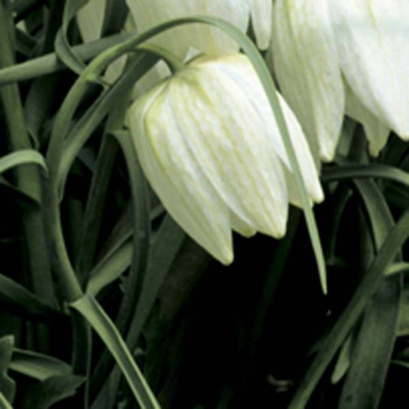 Fritillaria meleagris Alba - Bossolo dei dadi biancho (Fioritura)