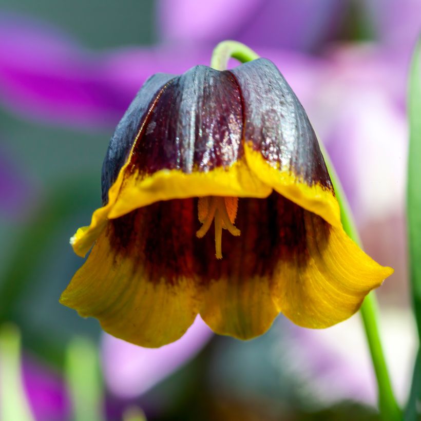 Fritillaria michailovskyi (Fioritura)