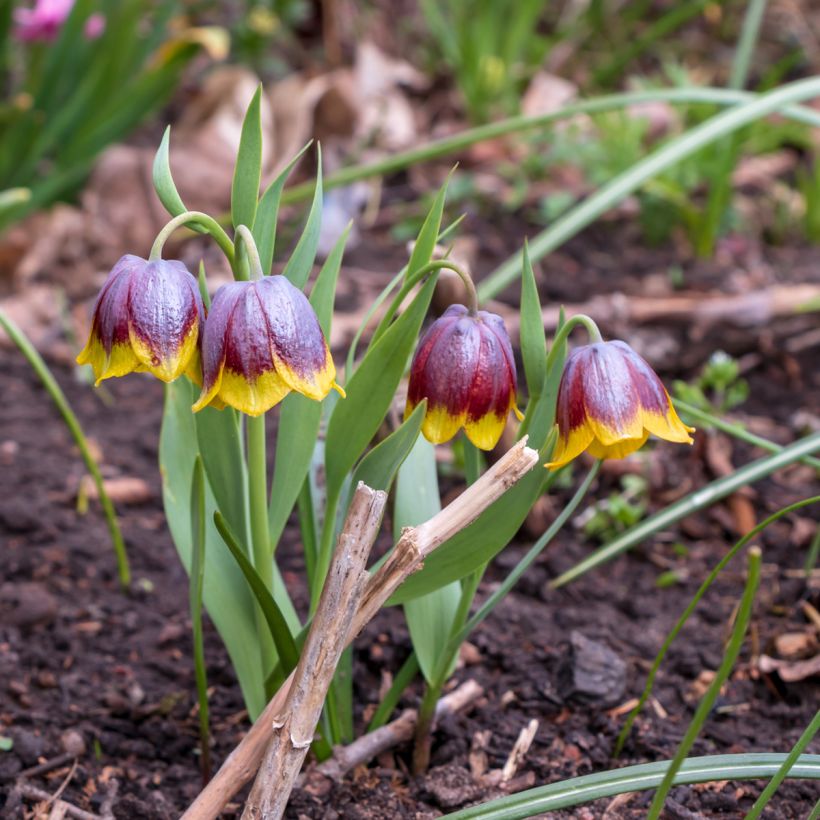 Fritillaria michailovskyi (Porto)