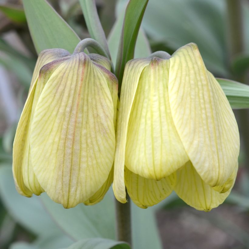 Fritillaria pallidiflora (Fioritura)