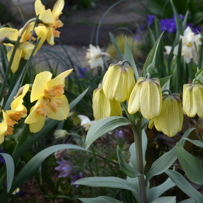 Fritillaria pallidiflora (Porto)