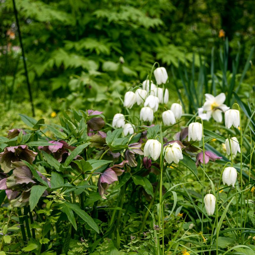 Fritillaria meleagris Alba - Bossolo dei dadi biancho (Porto)