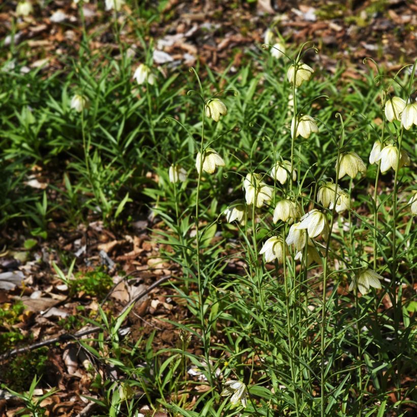 Fritillaria thunbergii (Porto)