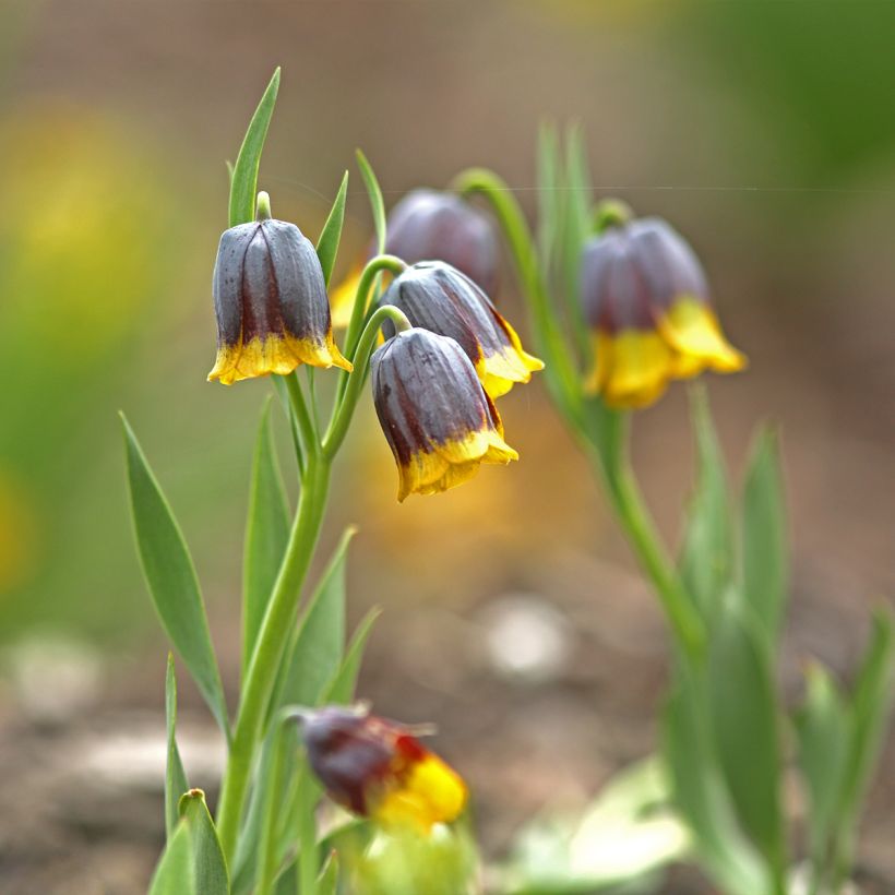 Fritillaria uva-vulpis (Porto)