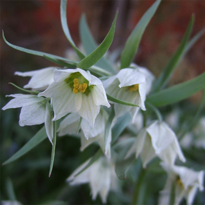 Fritillaria bucharica (Fioritura)