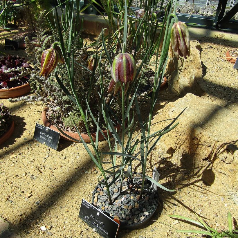 Fritillaria crassifolia ssp crassifolia (Porto)