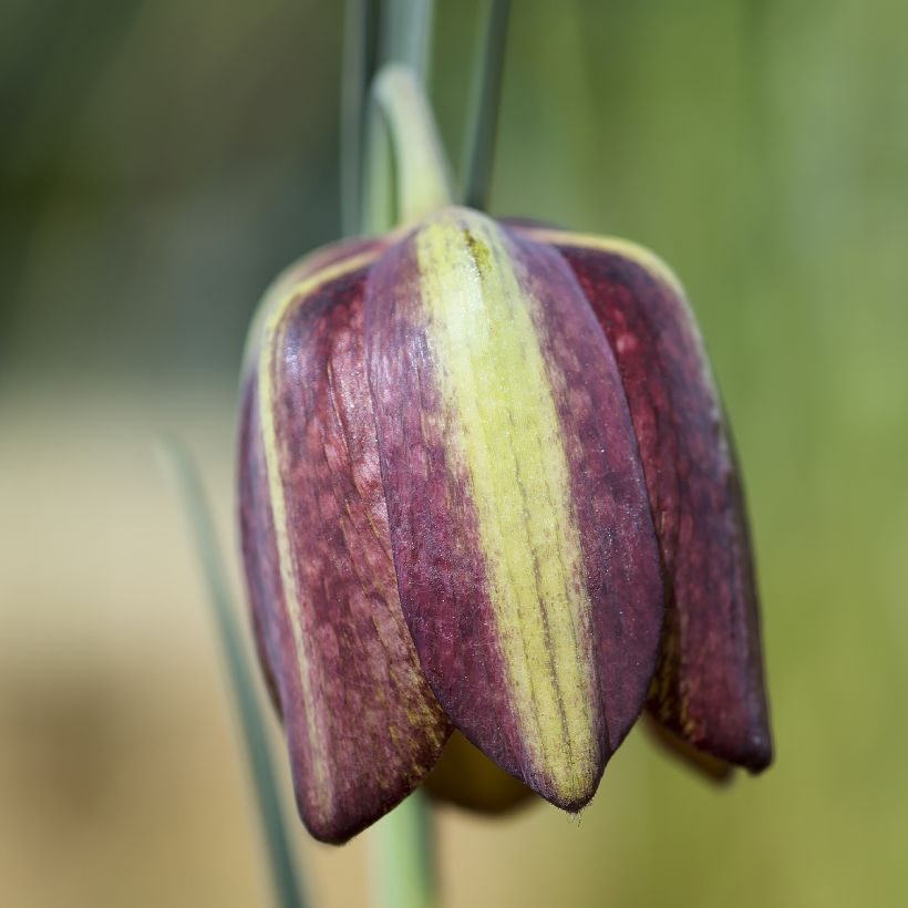 Fritillaria crassifolia ssp crassifolia (Fioritura)