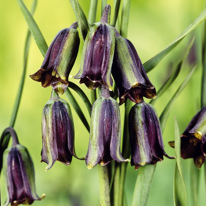 Fritillaria elwesii (Fioritura)