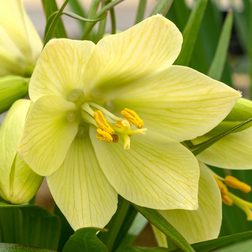 Fritillaria raddeana (Fioritura)